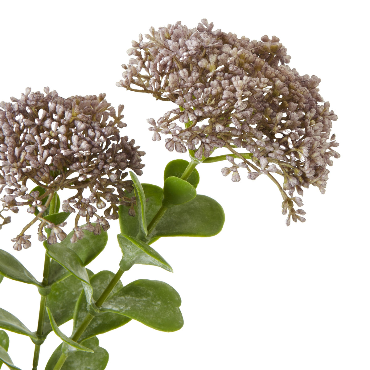 Purple Sedum Spray – alternate view 2