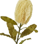 Large Cream Banksia Serrata Stem – alternate view 2