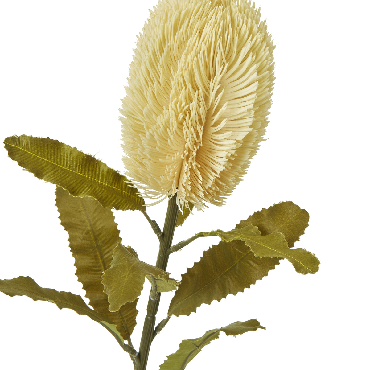 Large Cream Banksia Serrata Stem – alternate view 2