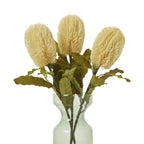 Large Cream Banksia Serrata Stem – alternate view 3