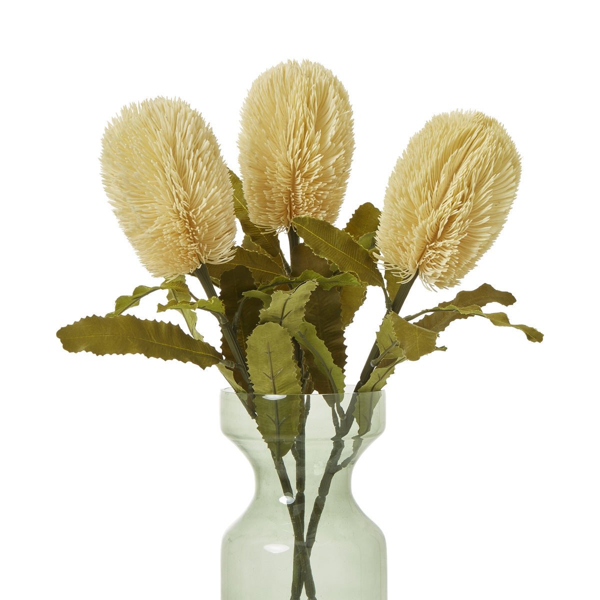 Large Cream Banksia Serrata Stem – alternate view 3