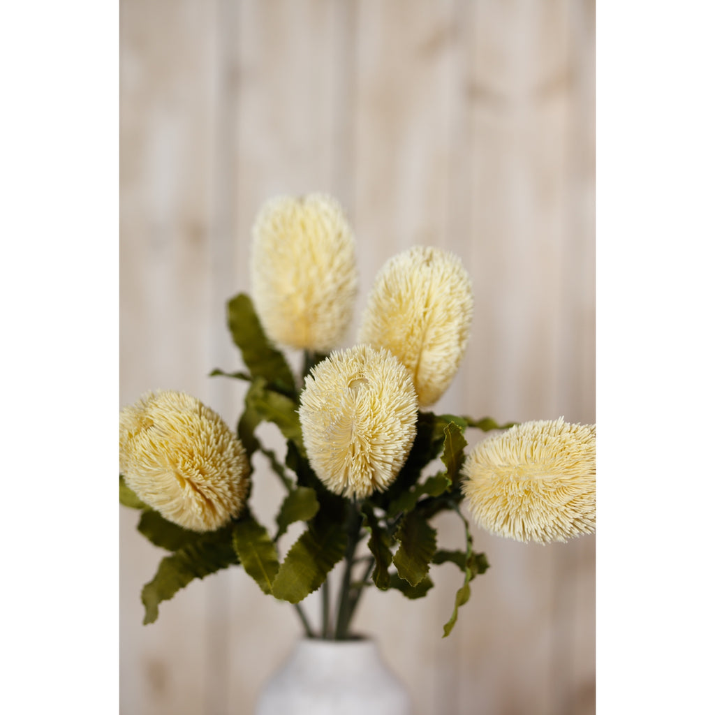 Large Cream Banksia Serrata Stem – alternate view 5
