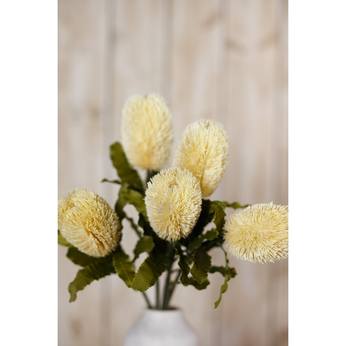 Large Cream Banksia Serrata Stem – alternate view 5