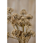 Brown Allium Spray – alternate view 5