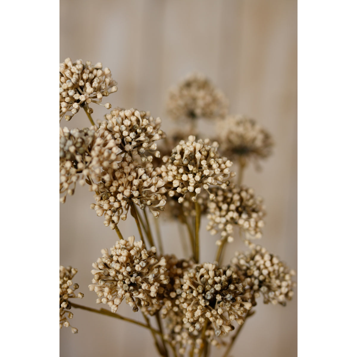 Brown Allium Spray – alternate view 5