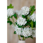 Cream Snowball Viburnum Spray – alternate view 5