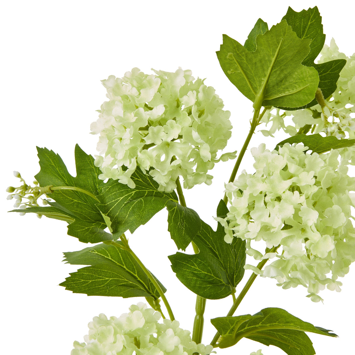Green Snowball Viburnum Spray – alternate view 2