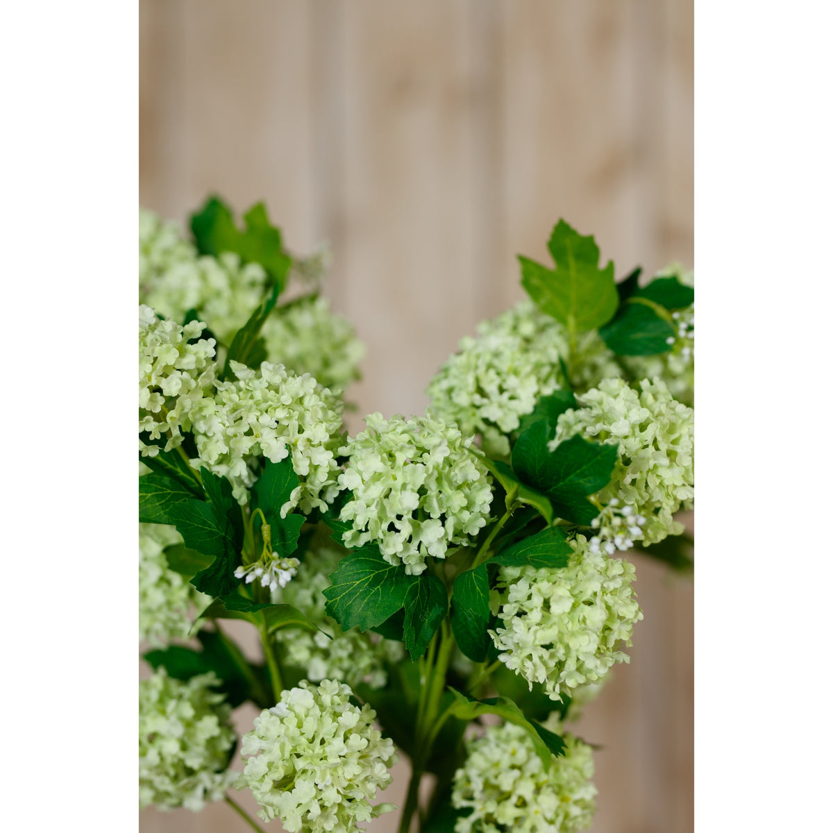 Green Snowball Viburnum Spray – alternate view 5