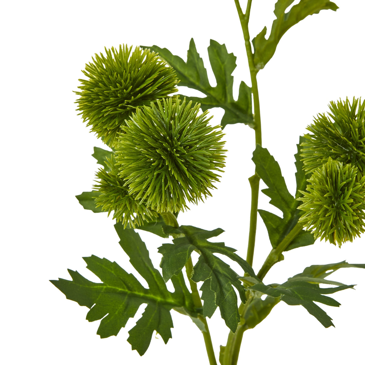 Green Globe Thistle Spray – alternate view 2