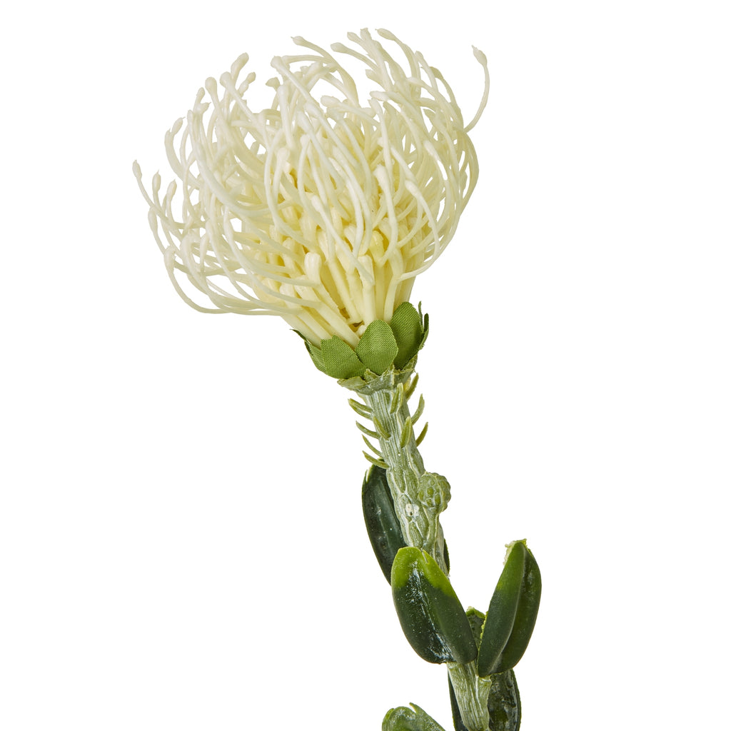 Cream Pincushion Protea Spray – alternate view 2