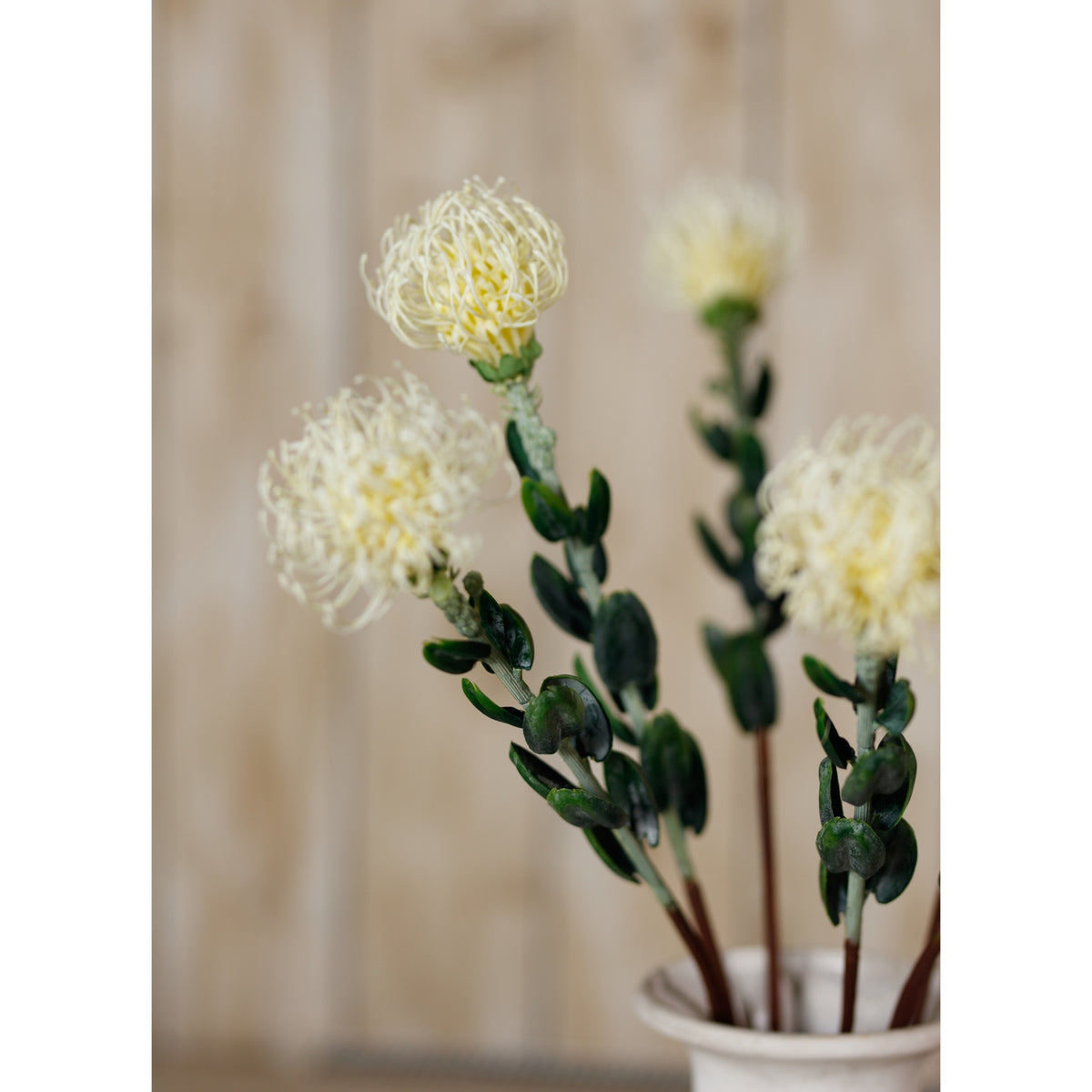 Cream Pincushion Protea Spray – alternate view 5