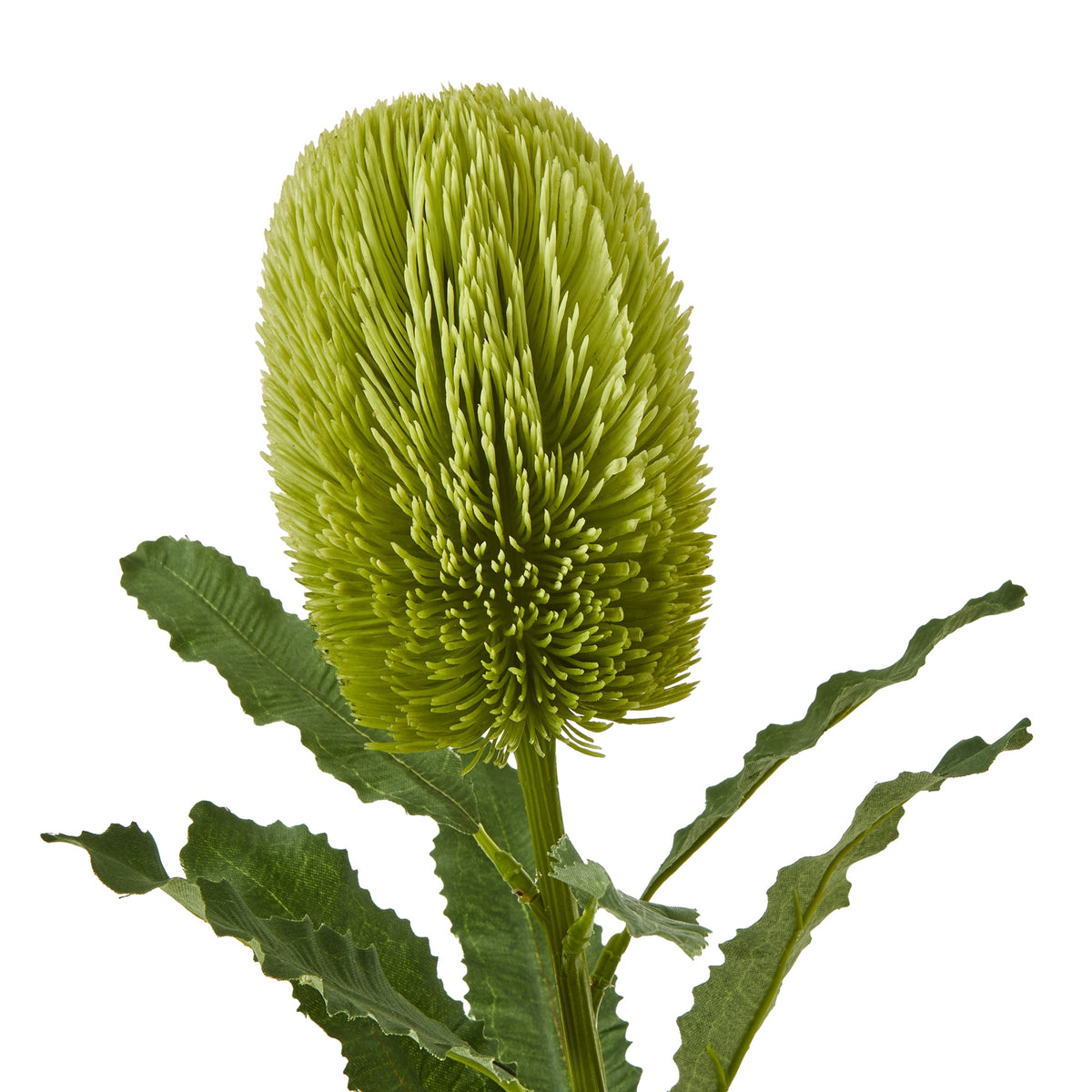 Large Green Banksia Serrata Stem – alternate view 2