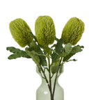 Large Green Banksia Serrata Stem – alternate view 3