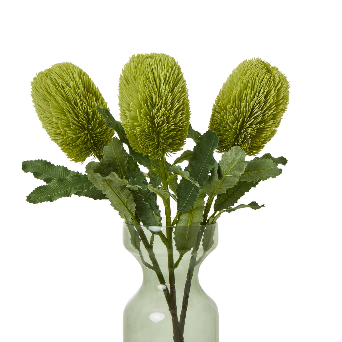 Large Green Banksia Serrata Stem – alternate view 3