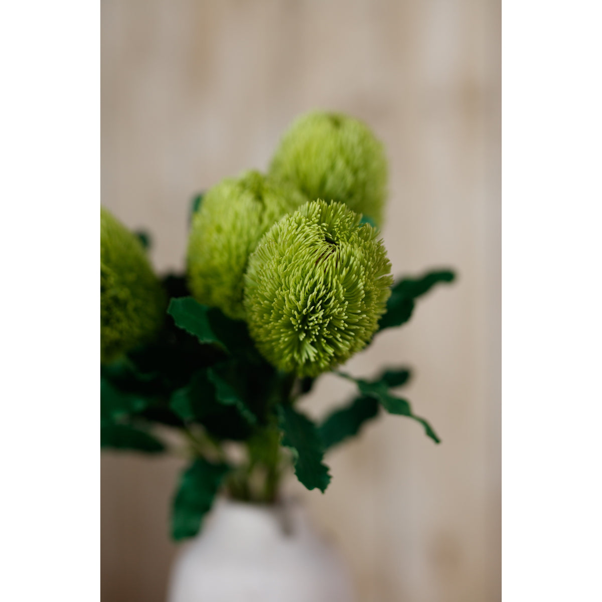 Large Green Banksia Serrata Stem – alternate view 5