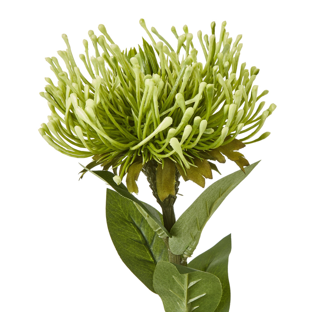 Green Protea Lorea Stem – alternate view 2