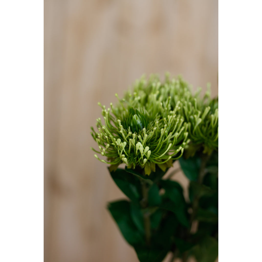 Green Protea Lorea Stem – alternate view 5