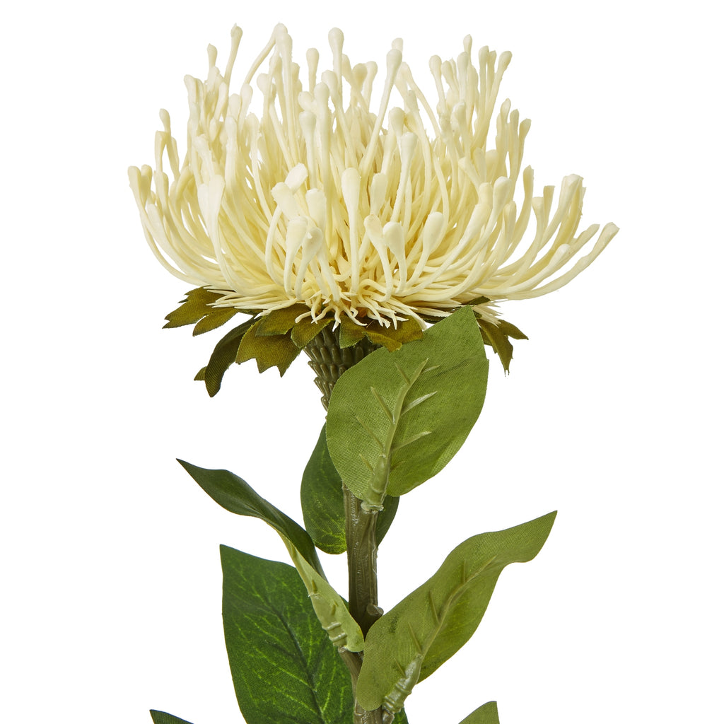 Cream Protea Lorea Stem – alternate view 2