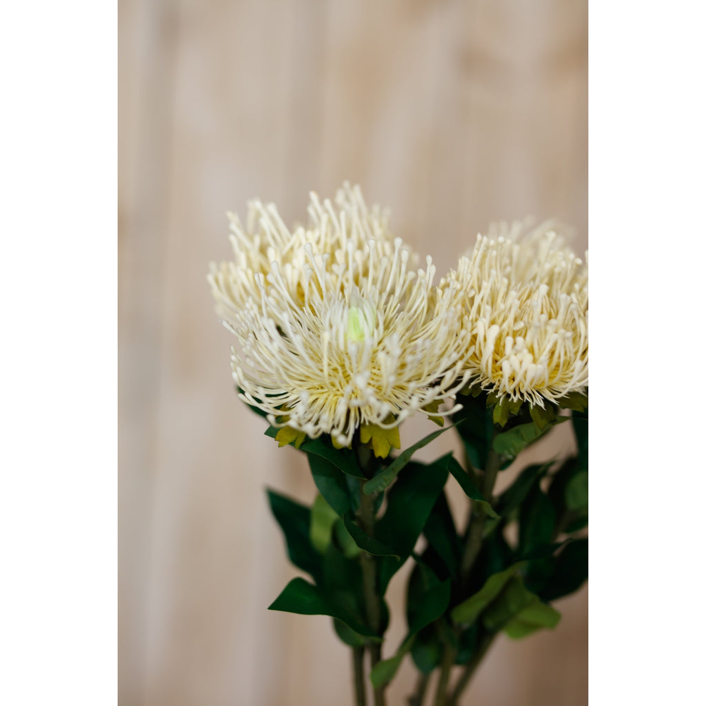 Cream Protea Lorea Stem – alternate view 5