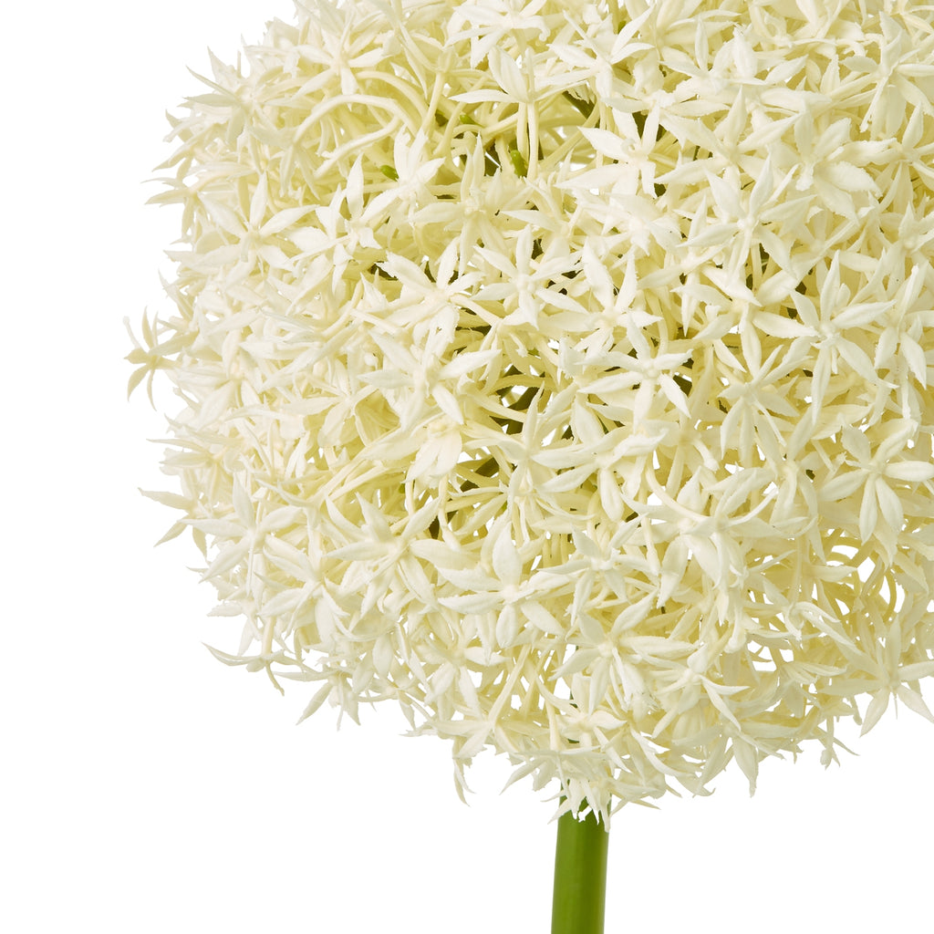 Cream Giant Allium Stem – alternate view 2