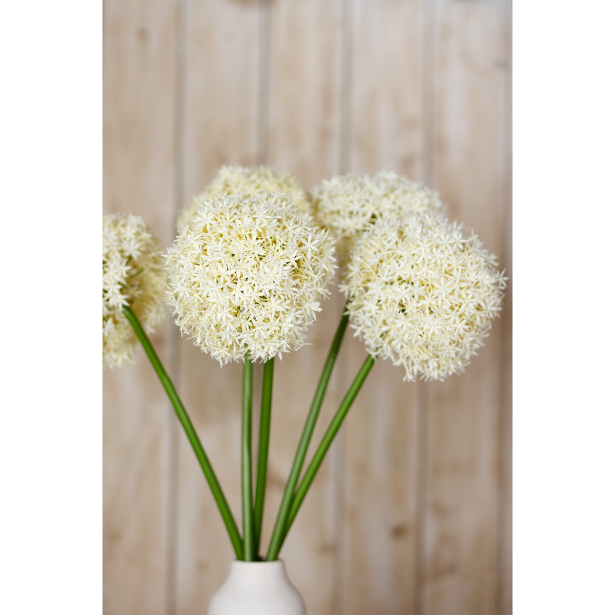 Cream Giant Allium Stem – alternate view 5