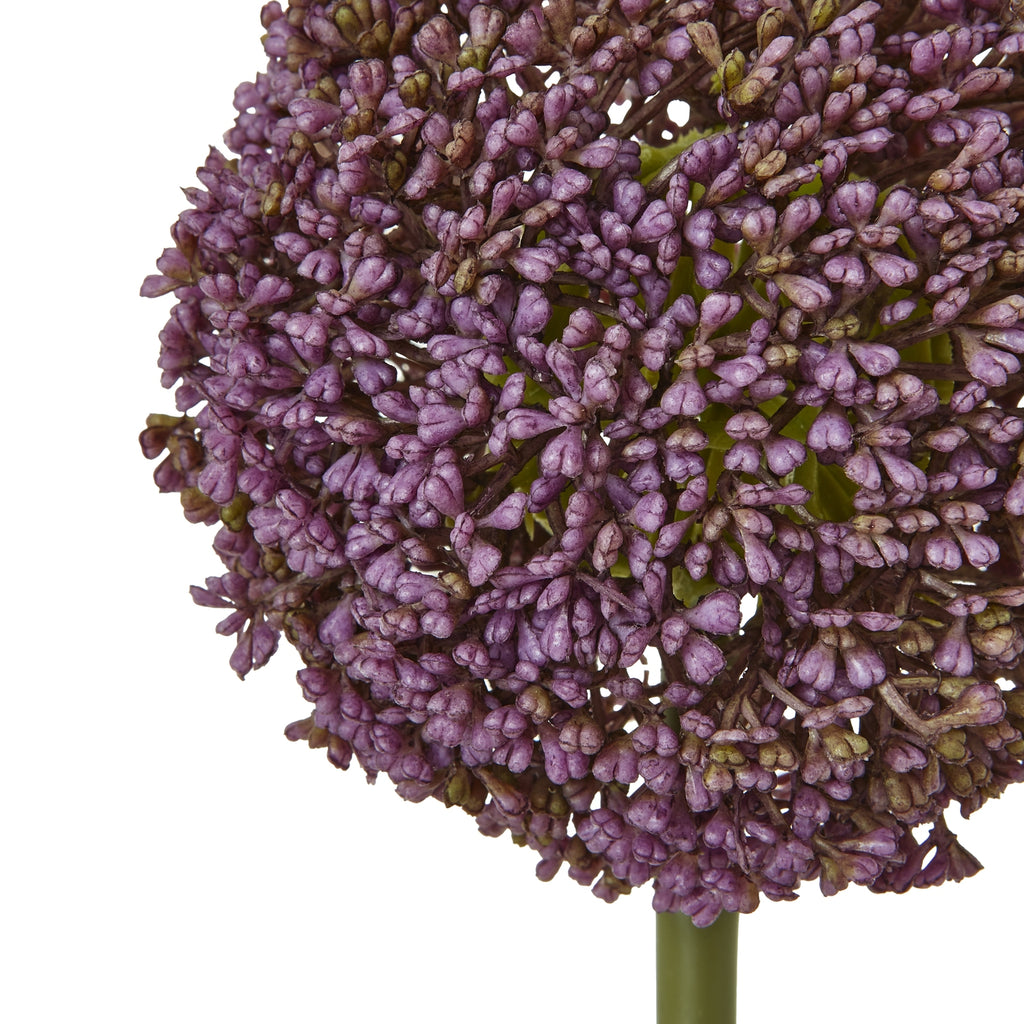 Purple Allium Stem – alternate view 2