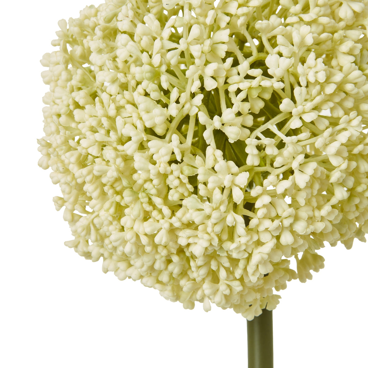 Cream Allium Stem – alternate view 2