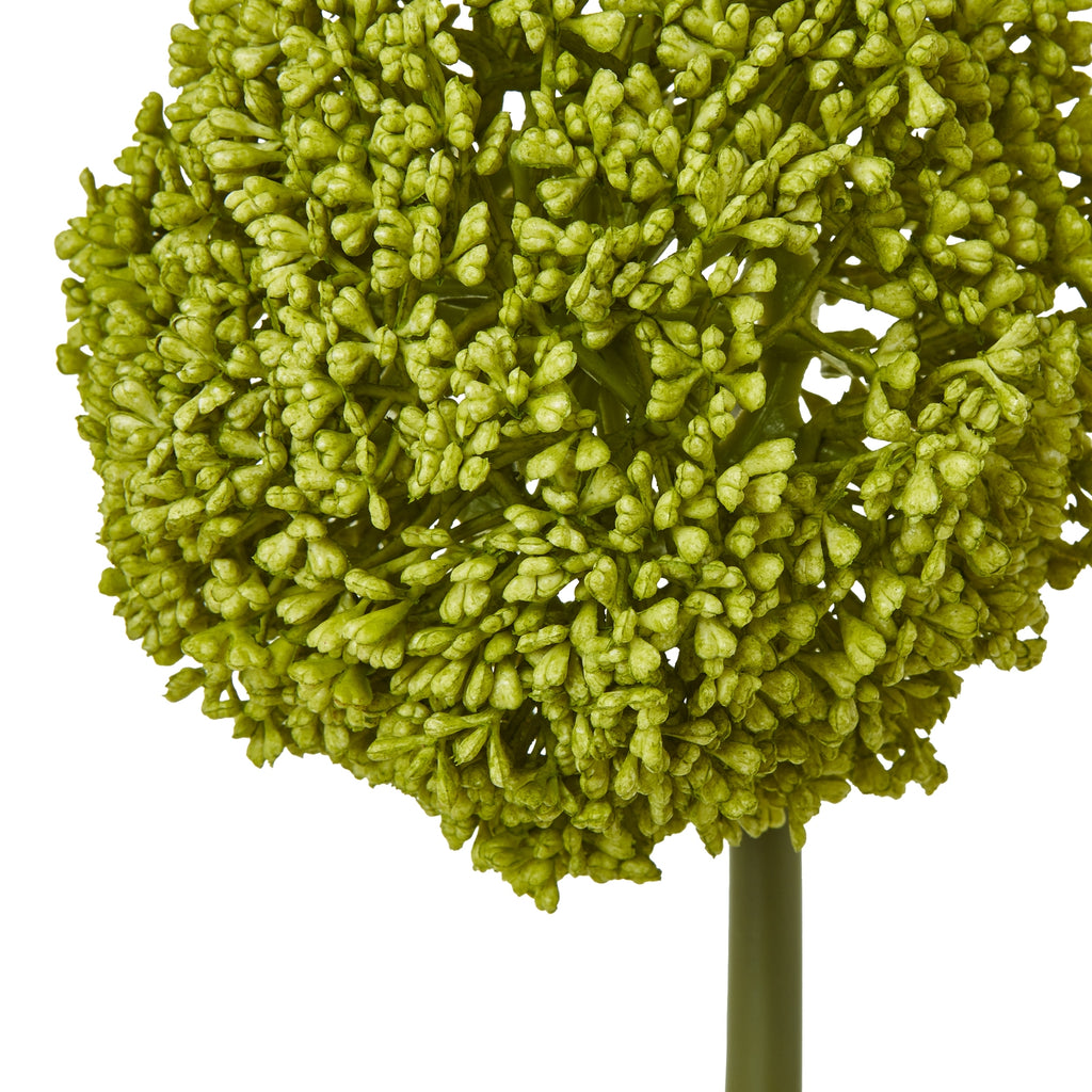Green Allium Stem – alternate view 4