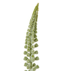 White Eremurus Stem – alternate view 2