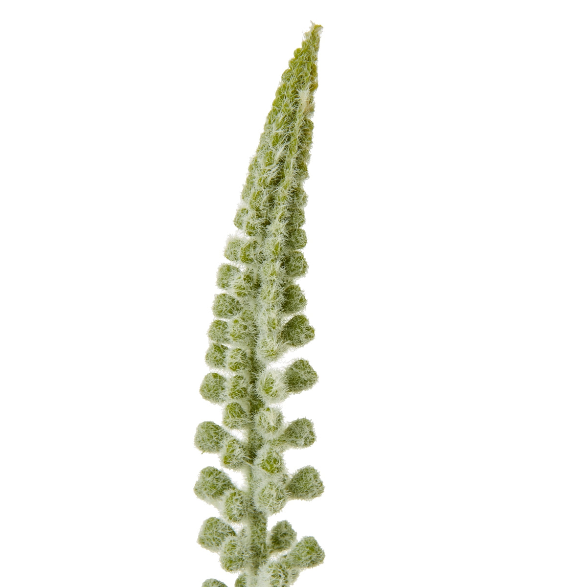 White Eremurus Stem – alternate view 2
