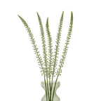 White Eremurus Stem – alternate view 3