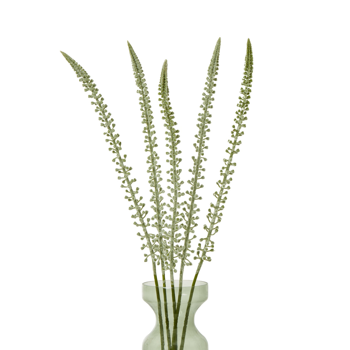 White Eremurus Stem – alternate view 3