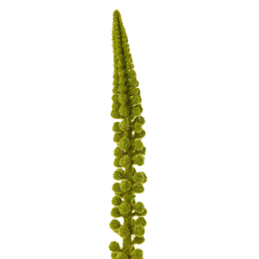 Green Eremurus Stem – alternate view 2