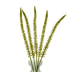 Green Eremurus Stem – alternate view 3
