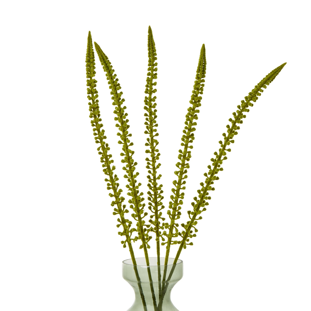 Green Eremurus Stem – alternate view 3