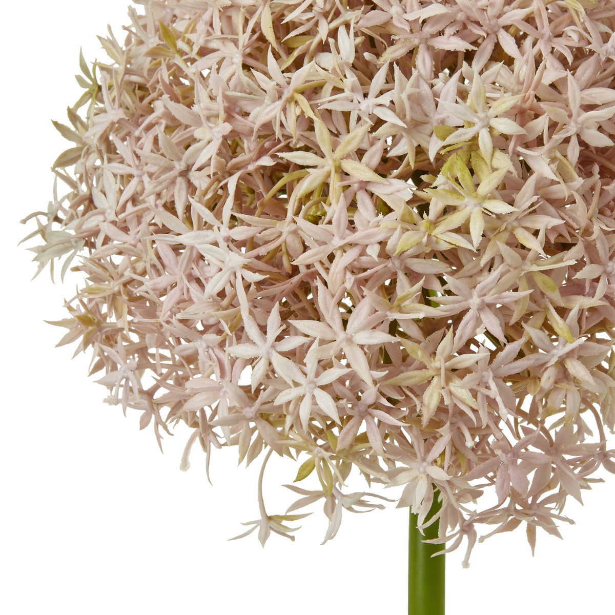 Lilac Giant Allium Stem – alternate view 2