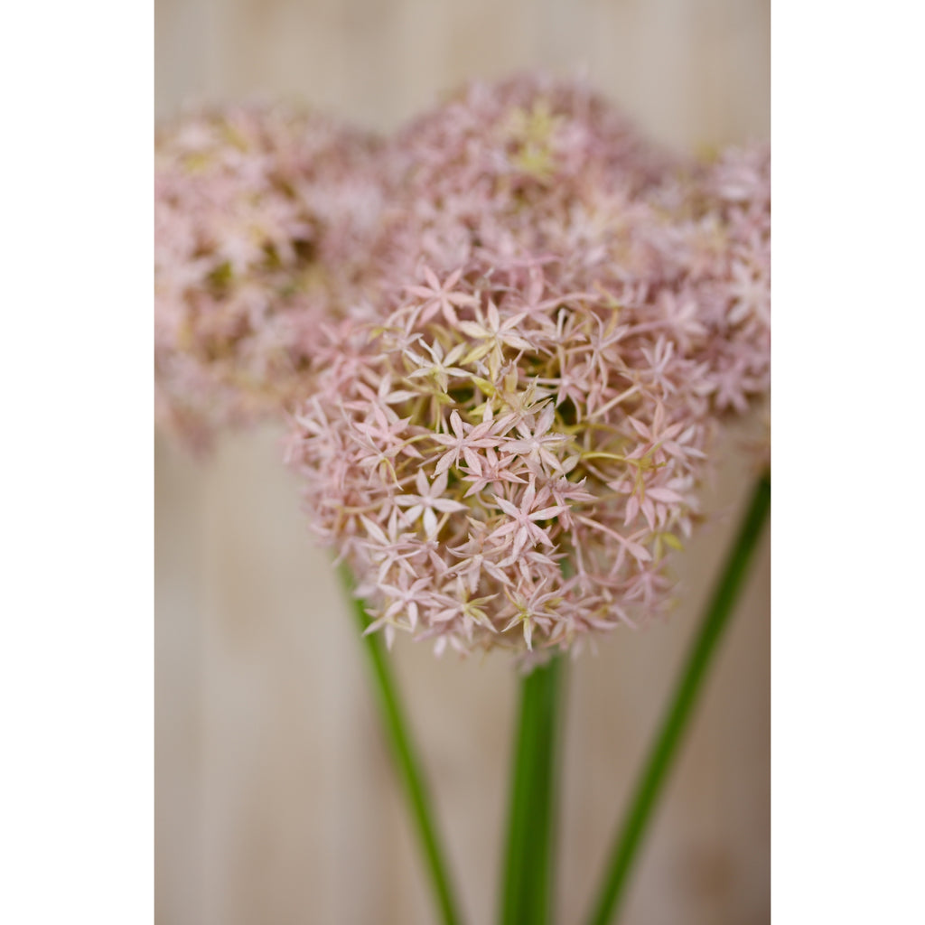 Lilac Giant Allium Stem – alternate view 5