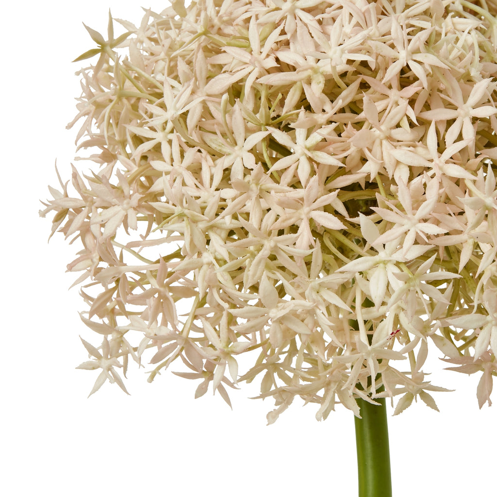 Pink Giant Allium Stem – alternate view 2