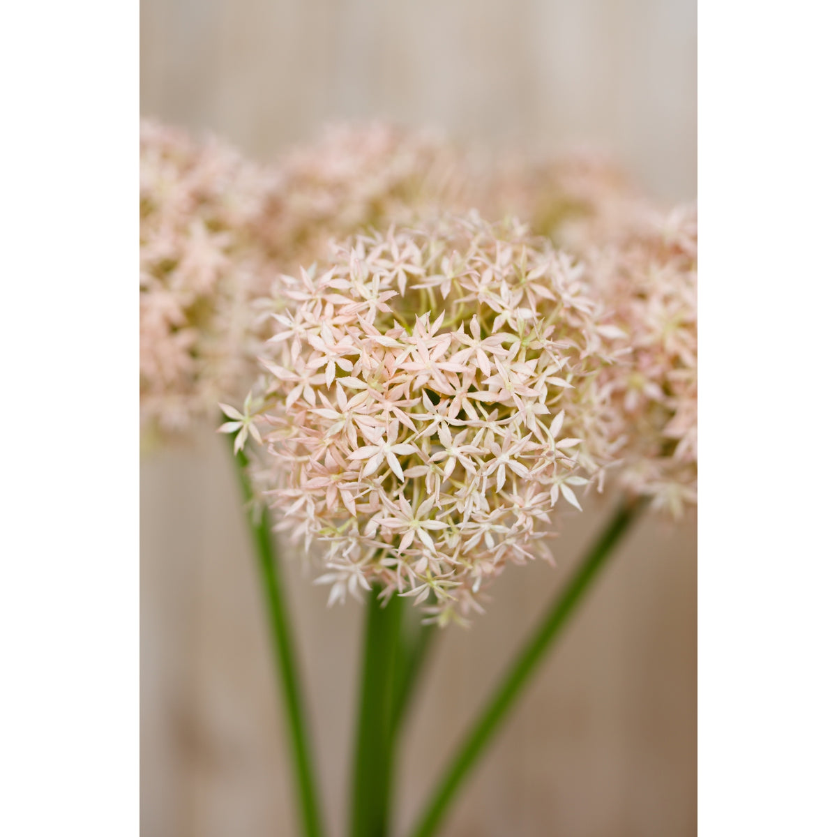 Pink Giant Allium Stem – alternate view 5