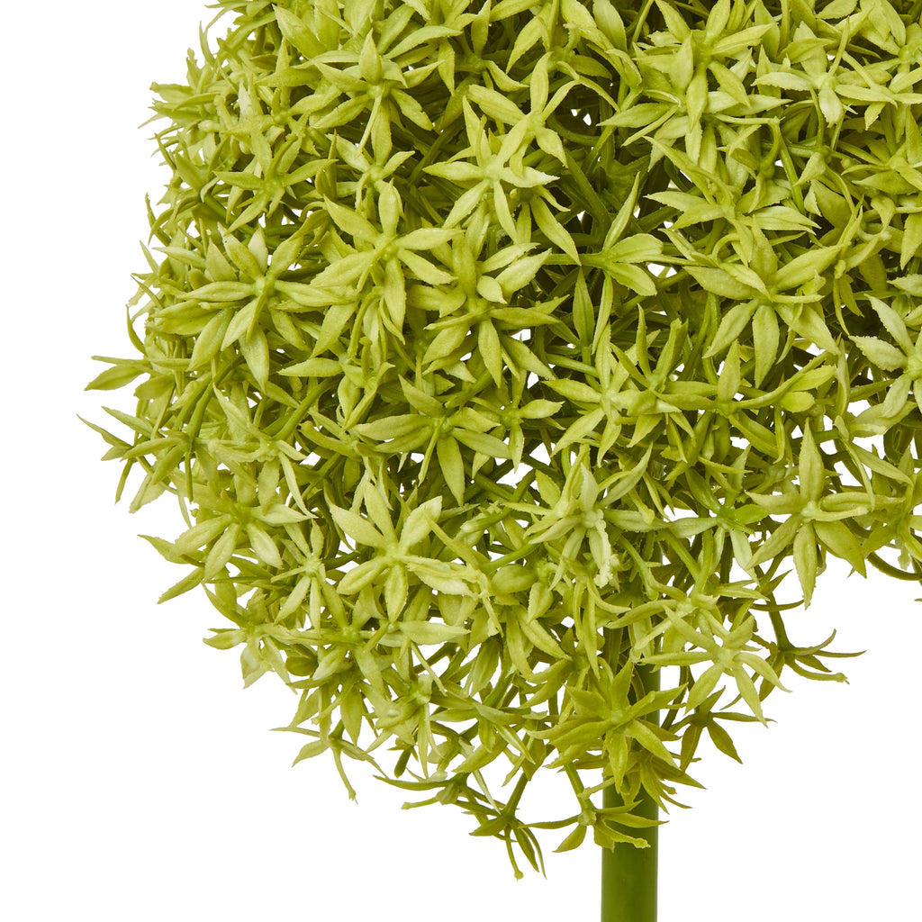 Green Giant Allium Stem – alternate view 2