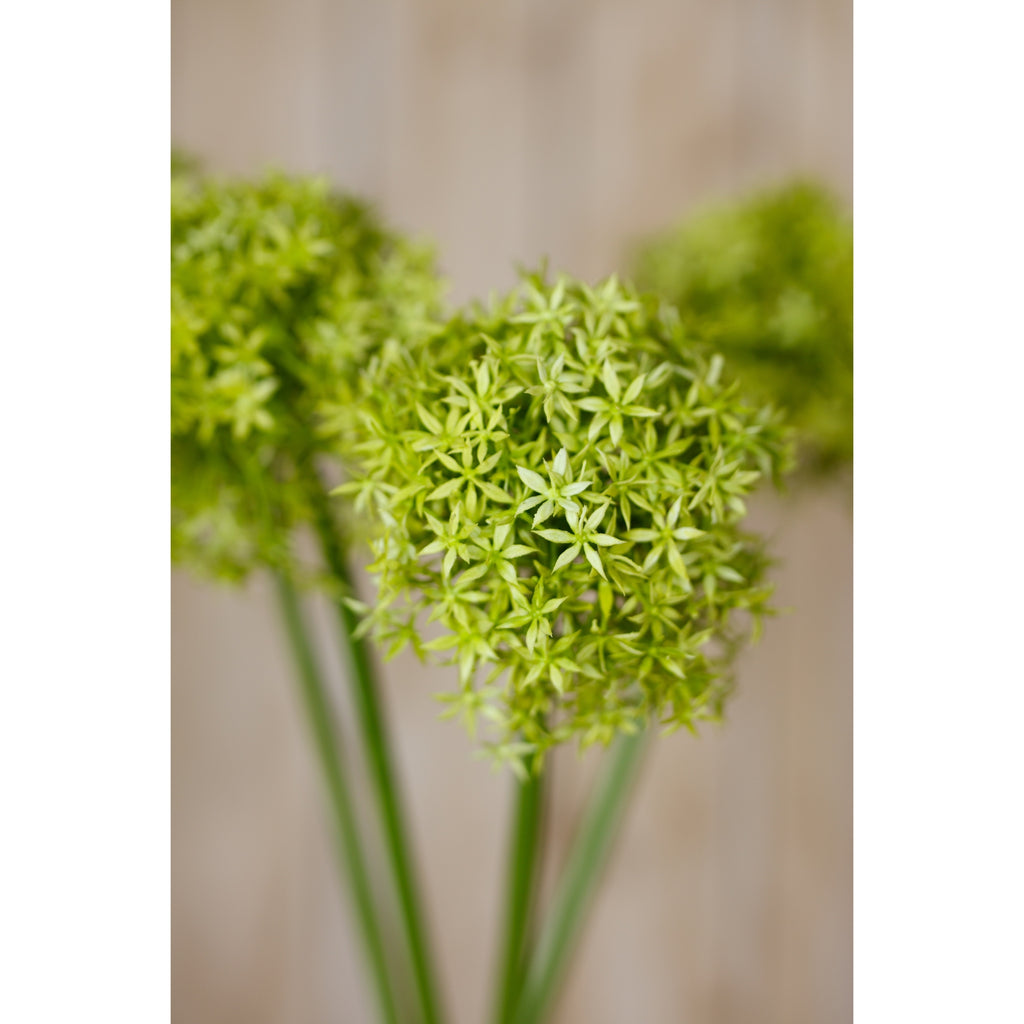 Green Giant Allium Stem – alternate view 5