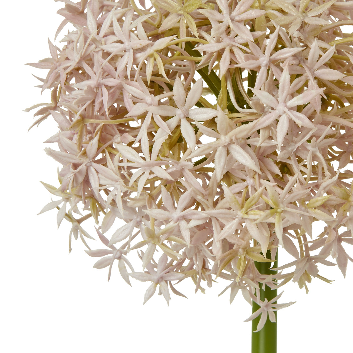 Lilac Medium Allium Stem – alternate view 2