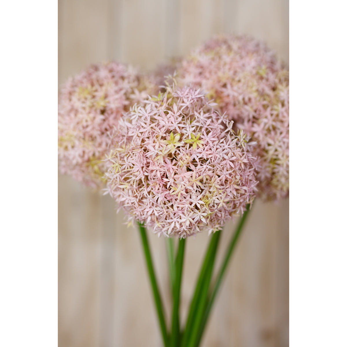 Lilac Medium Allium Stem – alternate view 5