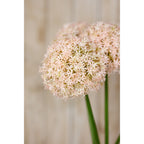 Pink Medium Allium Stem – alternate view 5