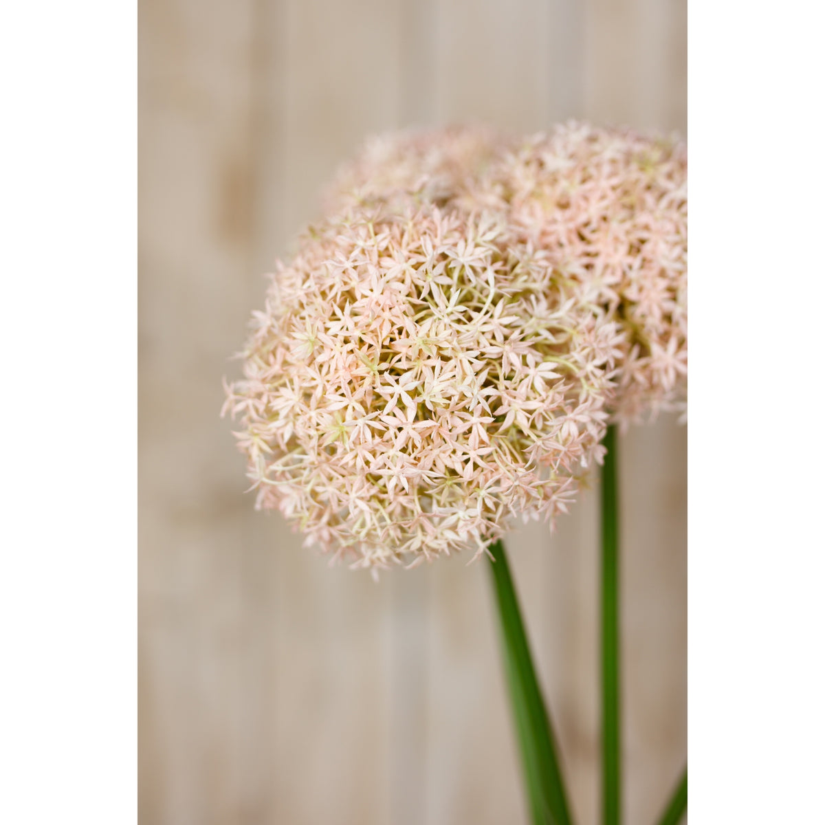 Pink Medium Allium Stem – alternate view 5