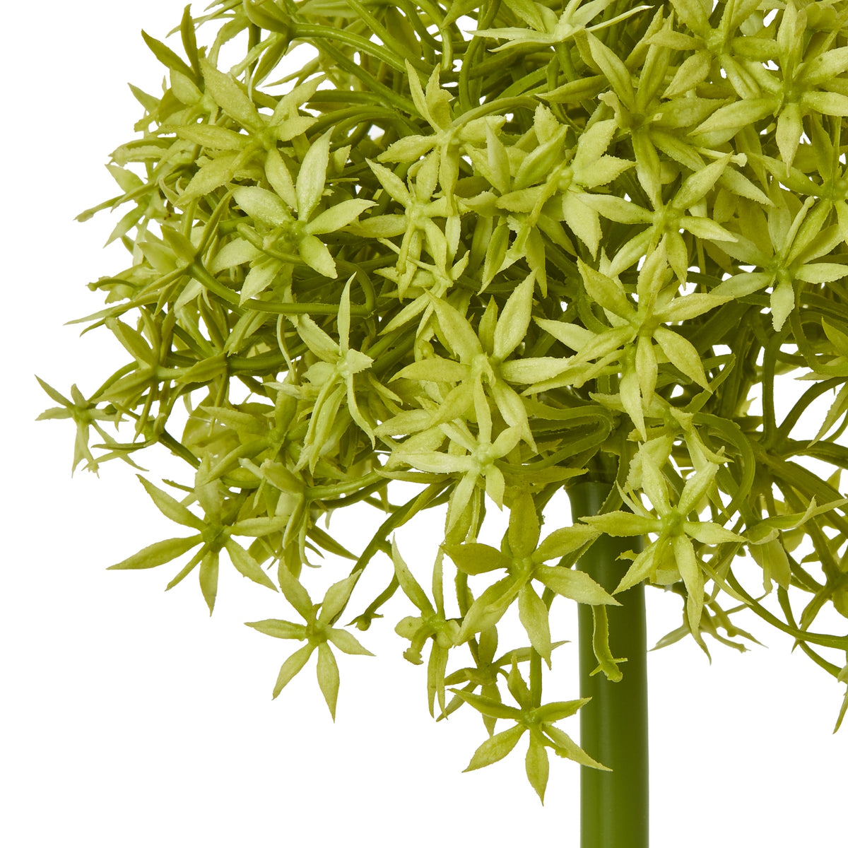 Green Medium Allium Stem – alternate view 2