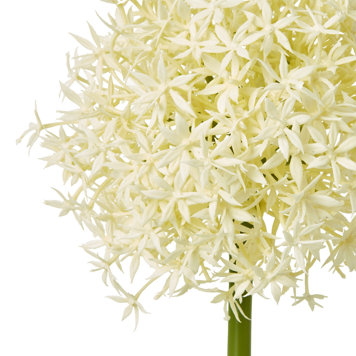 Cream Medium Allium Stem – alternate view 2