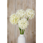 Cream Medium Allium Stem – alternate view 5