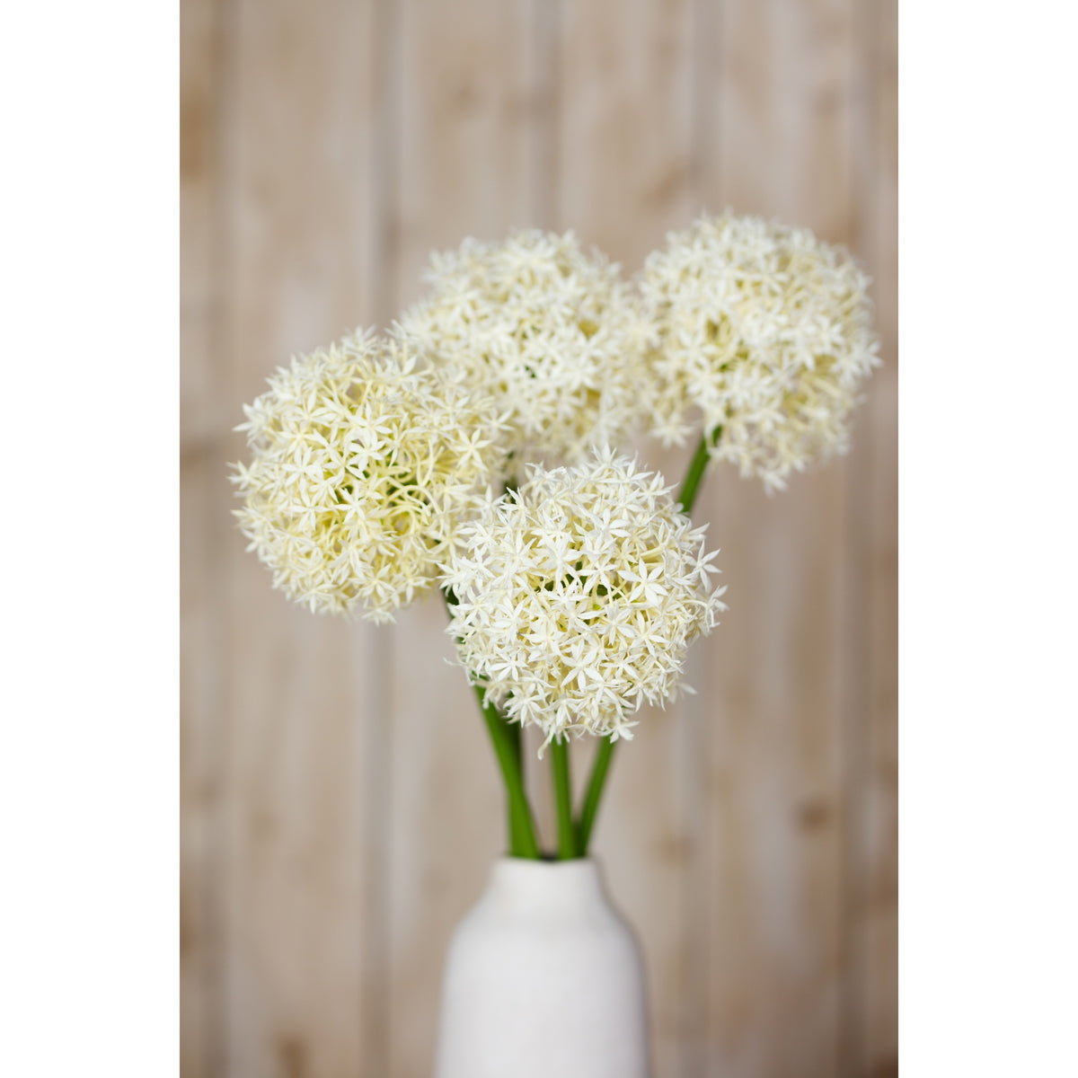 Cream Medium Allium Stem – alternate view 5