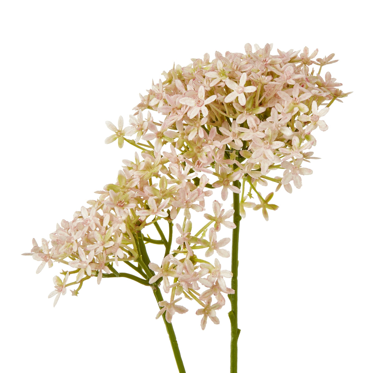 Pink Crown Hydrangea Stem – alternate view 2
